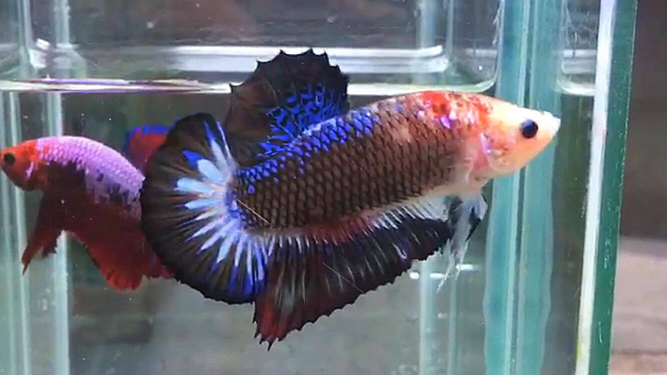 ปลากัดคัดเกรดครีบสั้น - Halfmoon Plakad Fancy Dragon Quality Grade