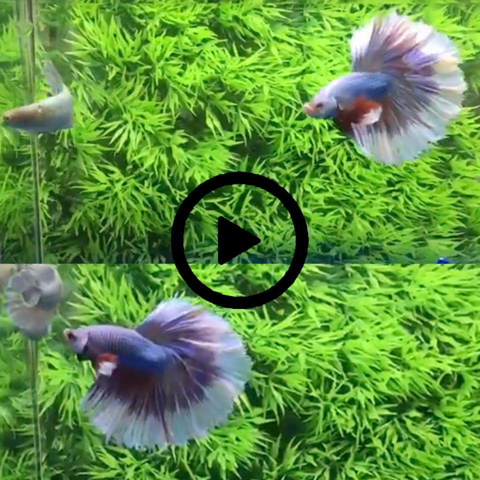ปลากัดคัดเกรดครีบยาวตัวผู้และตัวเมีย 1 คู่ Male + Female Halfmoon "Fancy Lavender Butterfly" Premium Quality Grade 1 Pair