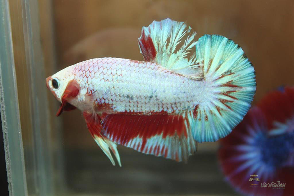 ปลากัดคัดเกรดครีบสั้น - Halfmoon Plakad Fancy Dragon Premium Quality Grade