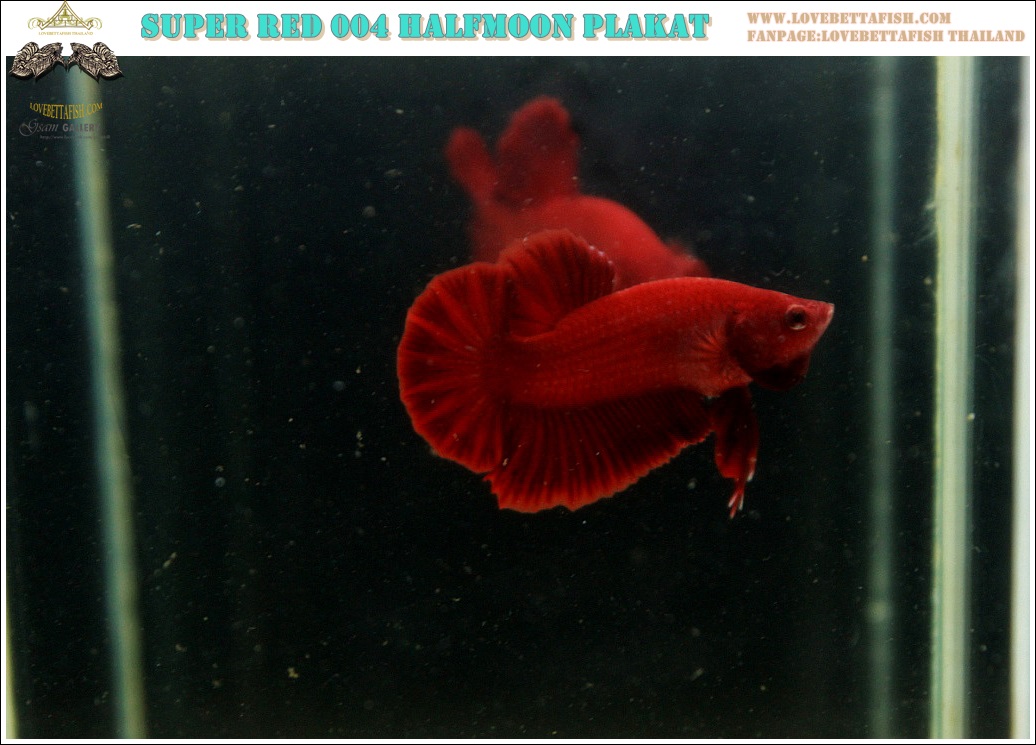 (ขายแล้วครับ)"คัดเกรด"ปลากัดครีบสั้น-Halfmoon Plakats Super Red 004