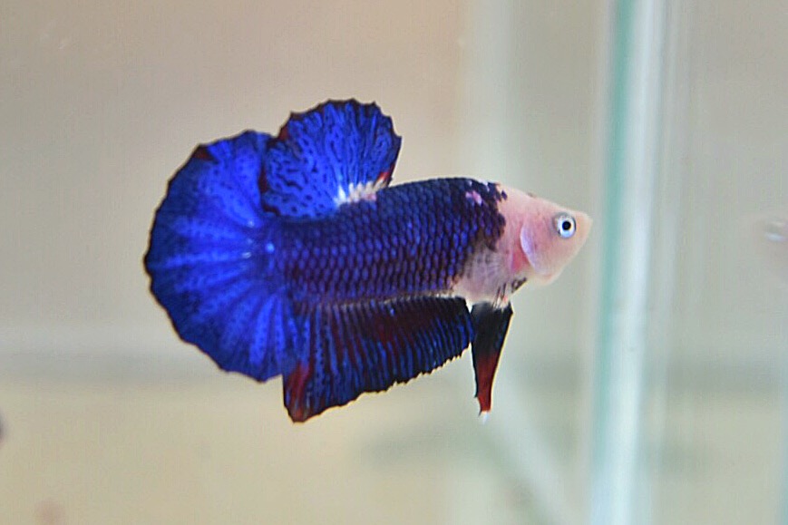 ปลากัดคัดเกรดครีบสั้น - Halfmoon Plakad Fancy Dragon Quality Grade