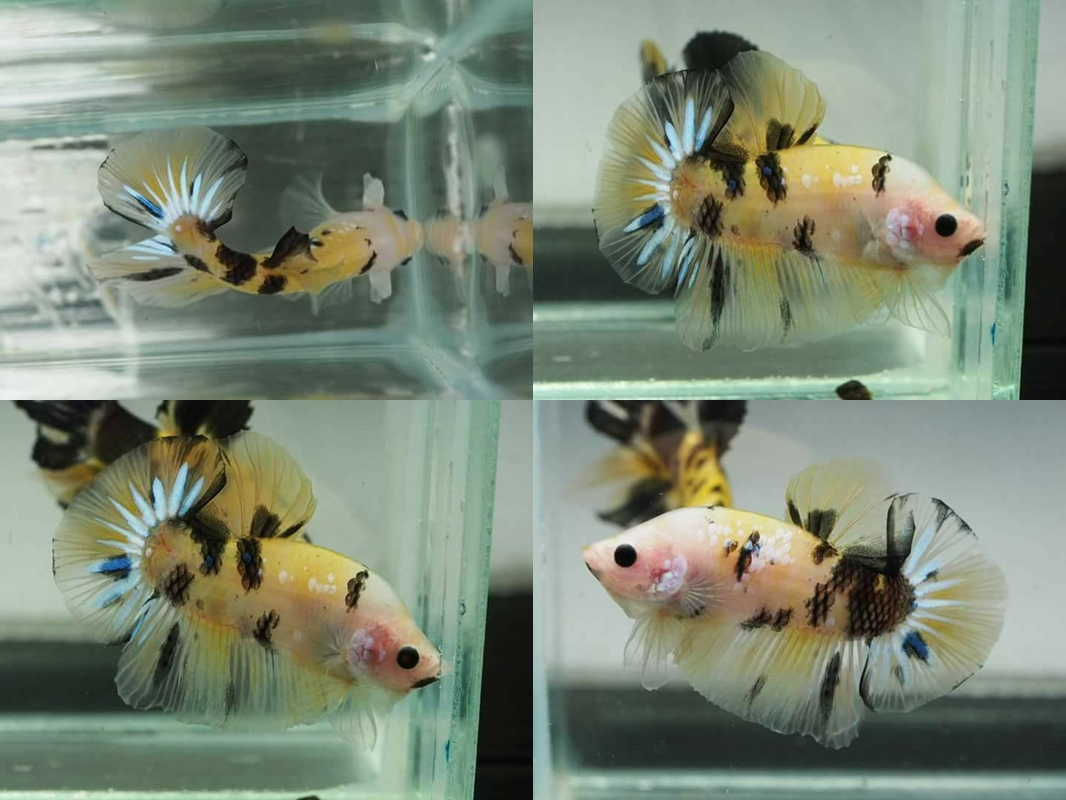 "ลายเสือ"ปลากัดคัดเกรดครีบสั้น - Halfmoon Plakad Fancy KOI Tiger Premium Quality Grade