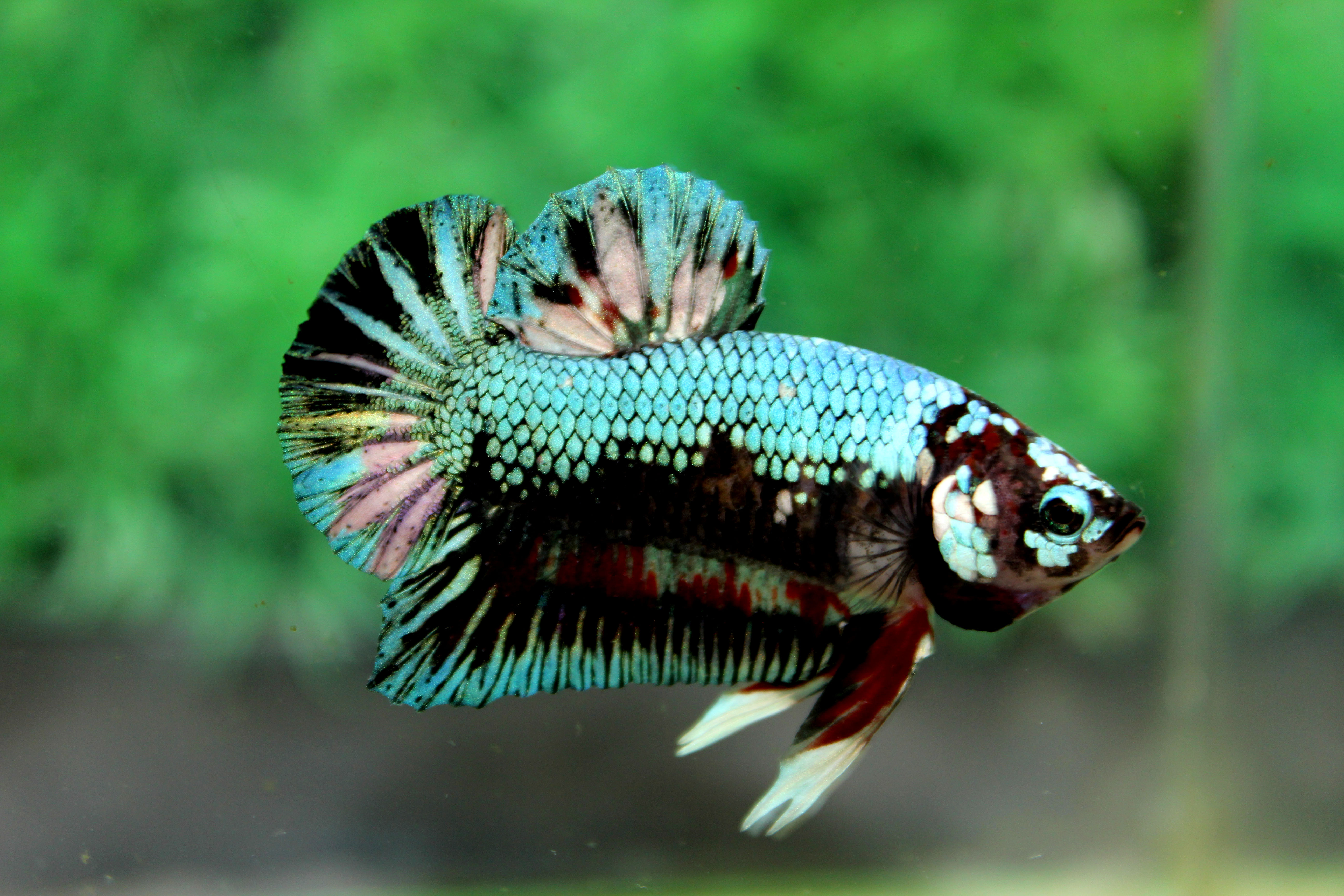 คัดเกรดปลากัดครีบสั้น-Halfmoon Plakad Premuim Quality Grade Fancy Green Colors Full