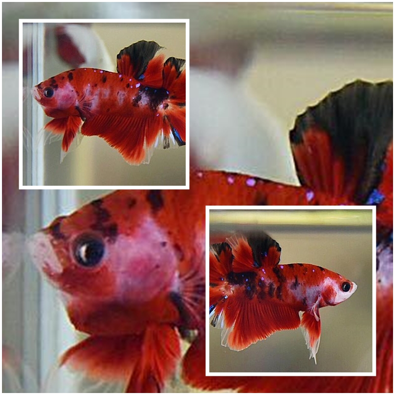 "แฟนซีลายคราฟ" ปลากัดคัดเกรดครีบสั้น - Halfmoon Plakad Fancy Red Koi Premium Quality Grade