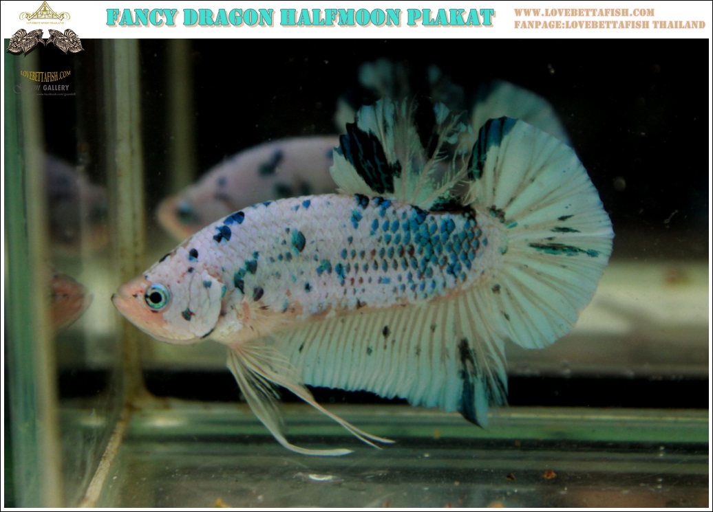 (ขายแล้ว)"คัดเกรด"ปลากัดครีบสั้น-Halfmoon Plakats Fancy Dragon Marble