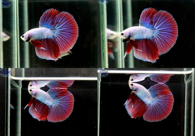 (ขายแล้วครับ)"คัดเกรด"ปลากัดครีบยาว - Halfmoon Super Fancy