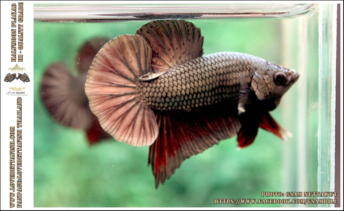 คัดเกรดปลากัดครีบสั้น-Halfmoon Plakad Copper Qaulity Grade