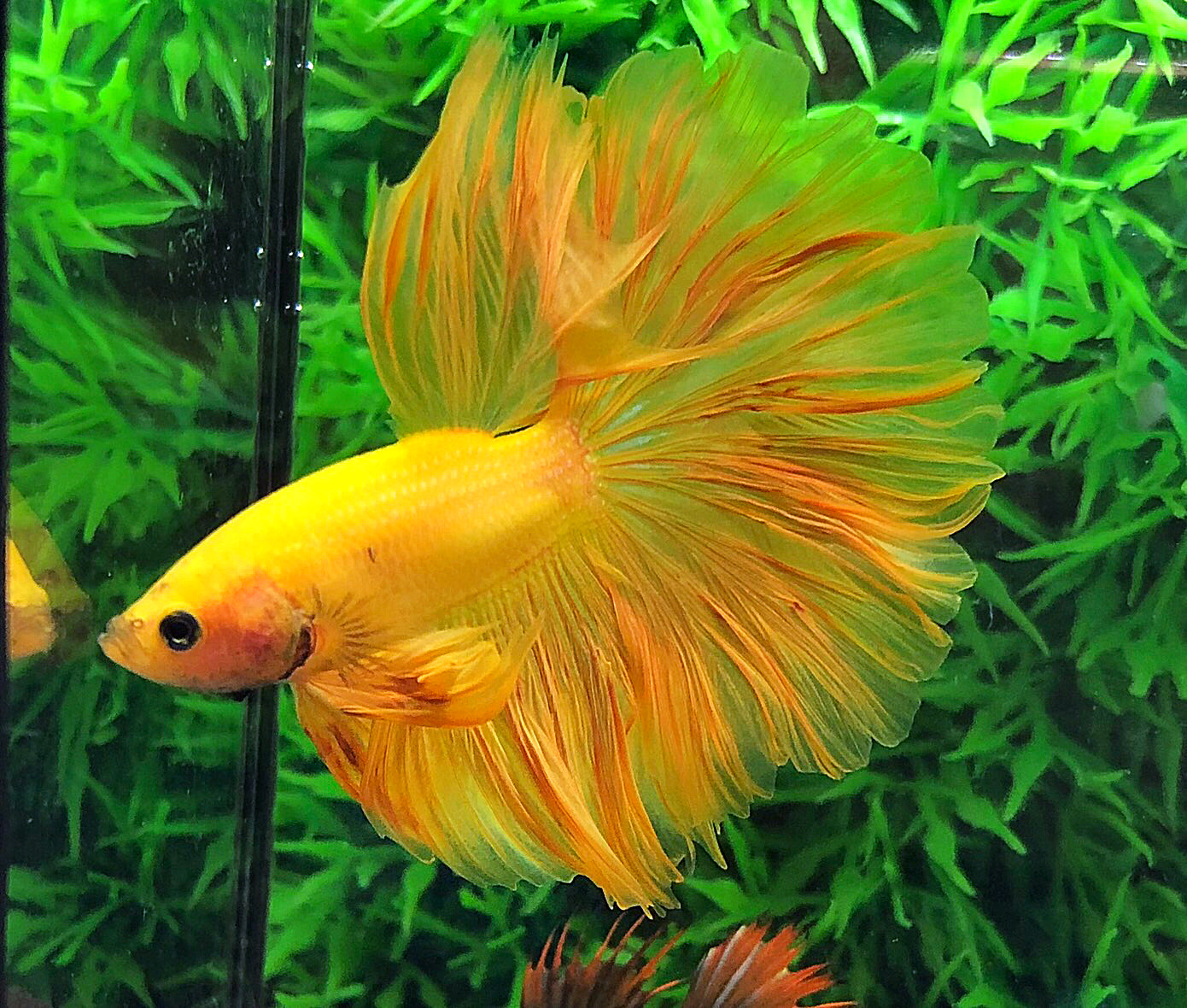 ปลากัดคัดเกรดครีบยาว - Halfmoon Super Yellow Premium Quality Grade