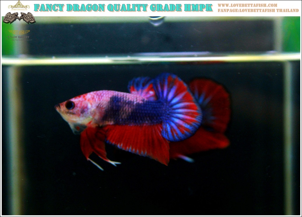 (ขายแล้วครับ)"คัดเกรด"ปลากัดครีบสั้น-Halfmoon Plakats Fancy Dragon Nice colors Nice Form