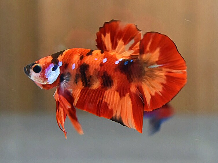 'นีโม่ ลายเสือไฟ'ปลากัดคัดเกรดครีบสั้น - Halfmoon Plakad Fancy Nemo Fire Tiger Premium Quality Grade
