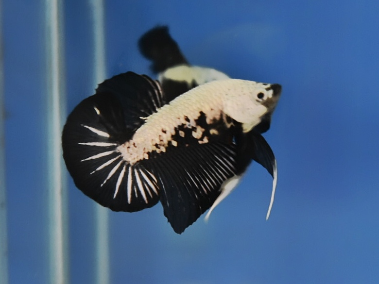 'ปลาวัยรุ่นอนาคตไกล' ปลากัดคัดเกรดครีบสั้น - Halfmoon Plakad Black Samurai Premium Quality Grade
