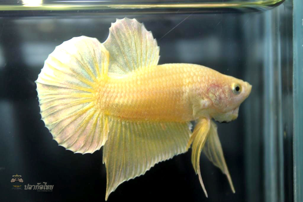 ปลากัดคัดเกรดครีบสั้น - Halfmoon Plakad Super Gold Premium Quality Grade