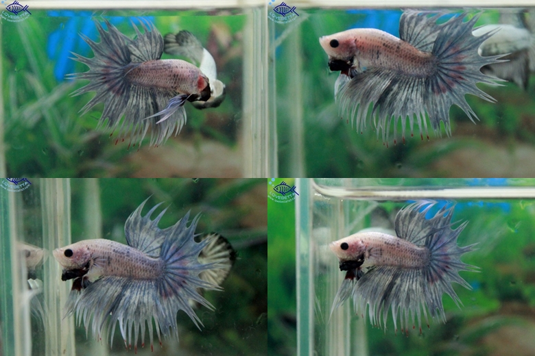 (ขายแล้วครับ)ตอนรับเทศกาล สงกรานต์ ปลากัดครีบยาวหางมงกุฏ-Crowntails Fancy