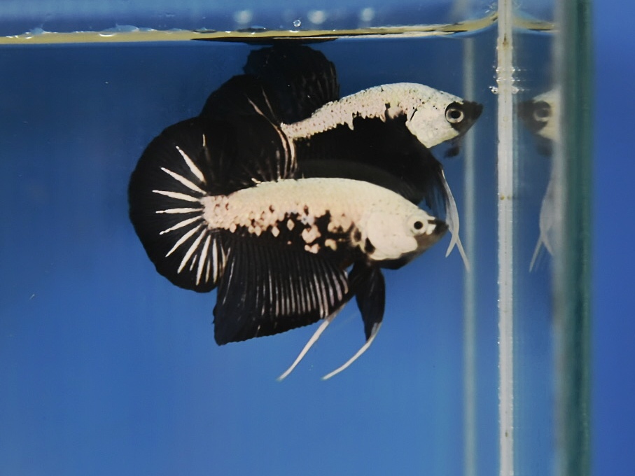 'ปลาวัยรุ่นอนาคตไกล' ปลากัดคัดเกรดครีบสั้น - Halfmoon Plakad Black Samurai Premium Quality Grade