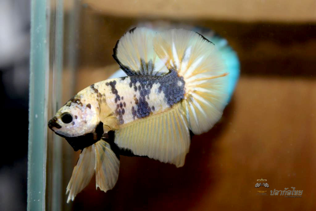 ปลากัดคัดเกรดครีบสั้น - Halfmoon Plakad Fancy Yellow Dragon Premium Quality Grade