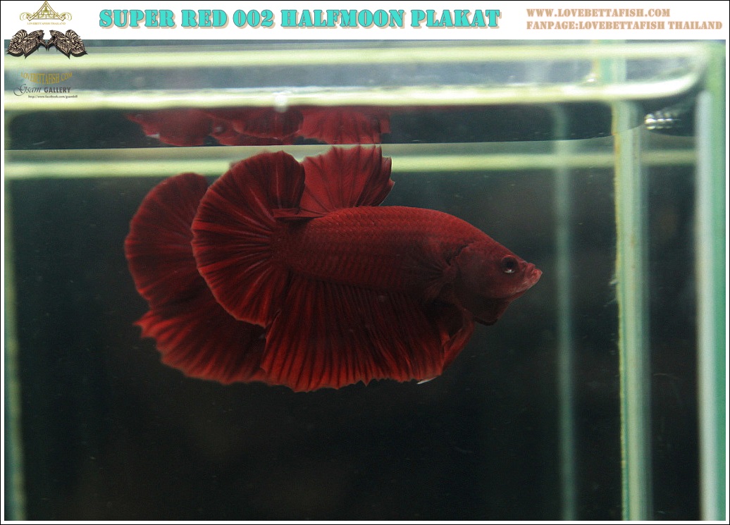 (ขายแล้วครับ)"คัดเกรด"ปลากัดครีบสั้น-Halfmoon Plakats Super Red 002