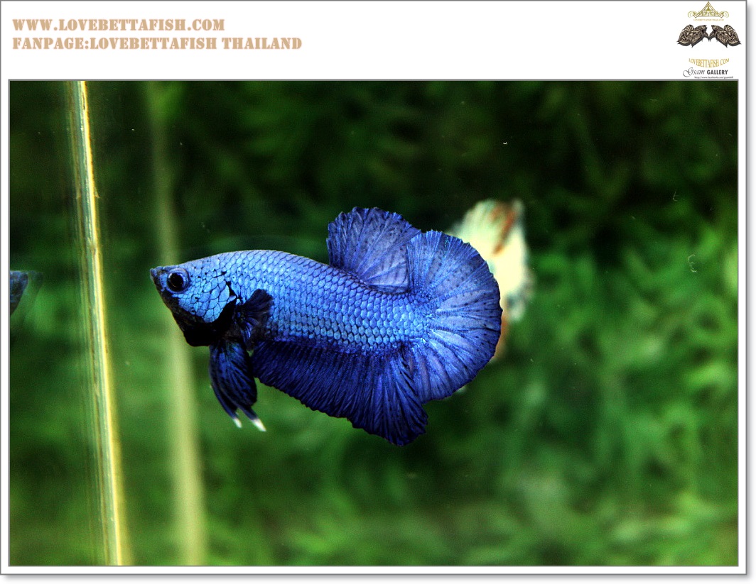 คัดเกรดปลากัดครีบสั้น-Halfmoon Plakat Super Blue