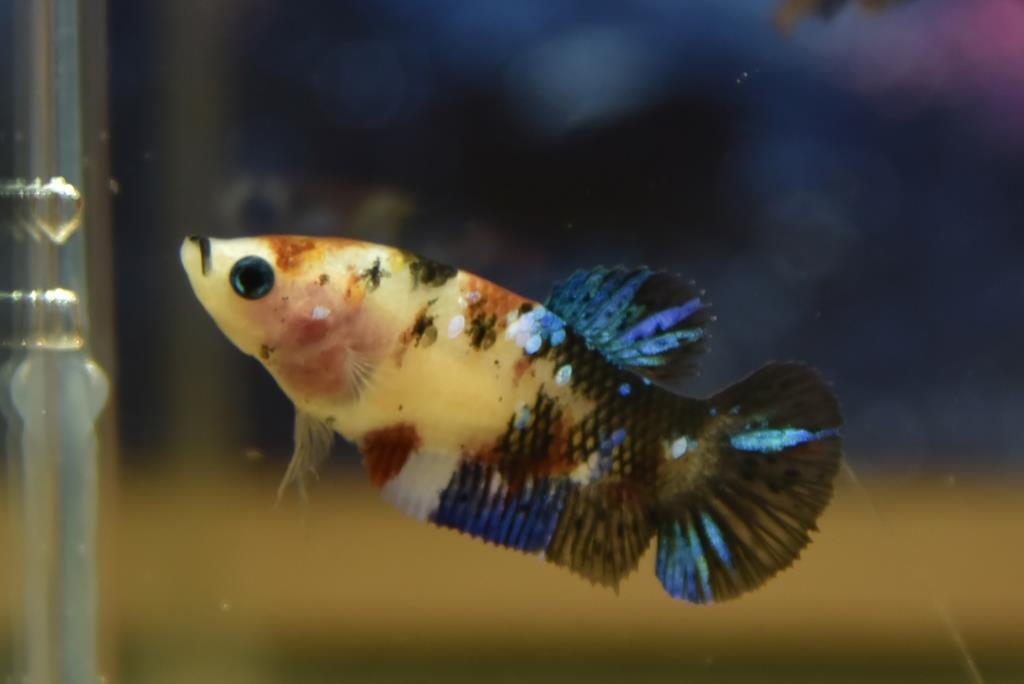 ปลากัดตัวเมียแฟนซีโค่ยกาแลคซี ปลากัดคัดเกรดครีบสั้น - Female Halfmoon Plakad Fancy Galaxy Premium Quality Grade