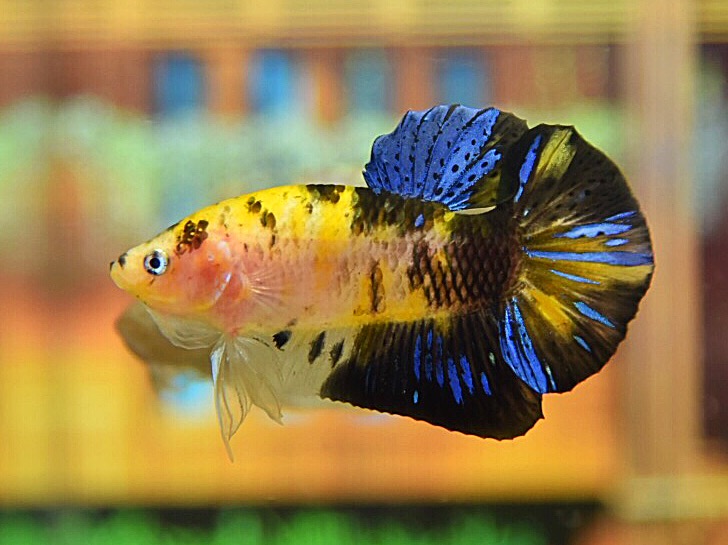 ปลากัดคัดเกรดครีบสั้นสีแฟนซีไทเกอร์ - Halfmoon Plakad Koi Tiger Premium Quality Grade