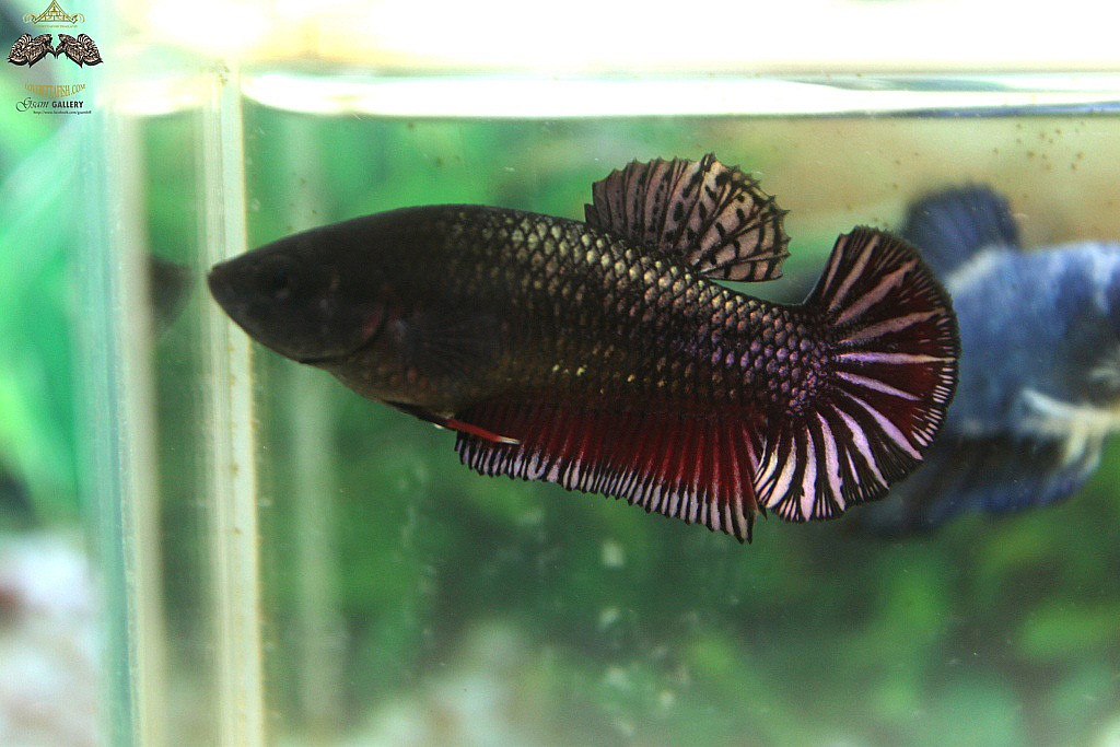 (ขายแล้วครับ)"คัดเกรด"ปลากัดครีบสั้นตัวเมีย-Female Halfmoon Plakats Copper