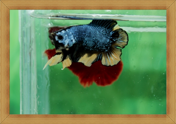 ปลากัดครีบสั้นหางคู่ - Fancy Halfmoon Plakats Double Tails