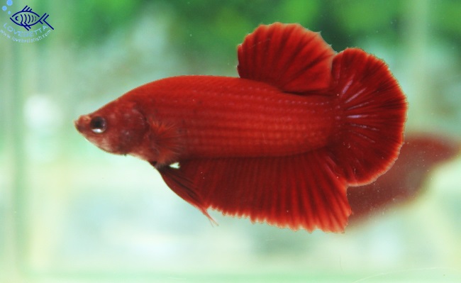 ปลากัดครีบสั้น - Halfmoon Plakats SuperRed1