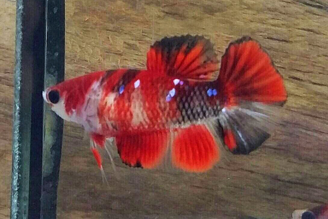 ปลากัดคัดเกรดครีบสั้นแฟนซี"ตัวเมีย" - Female Halfmoon Plakad Fancy Red Black Premium Quality Grade