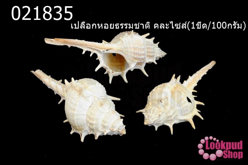 เปลือกหอยธรรมชาติ คละไซส์(1ขีด/100กรัม)
