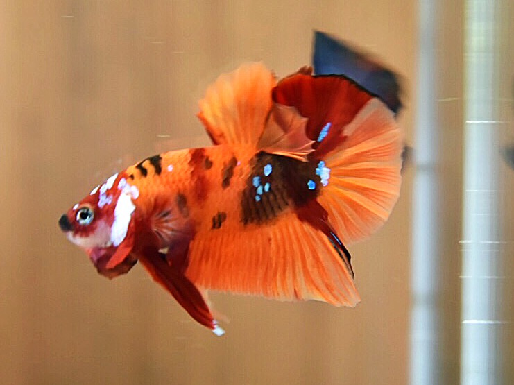 'นีโม่'ปลากัดคัดเกรดครีบสั้น - Halfmoon Plakad Fancy Nemo Premium Quality Grade