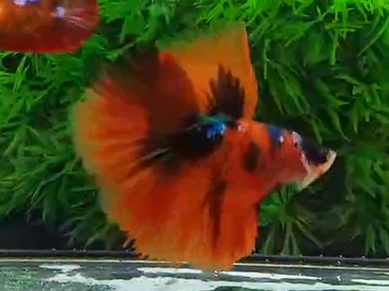 ปลากัดคัดเกรดครีบยาว - Halfmoon Fancy Koi Colors Full Premium Quality Grade