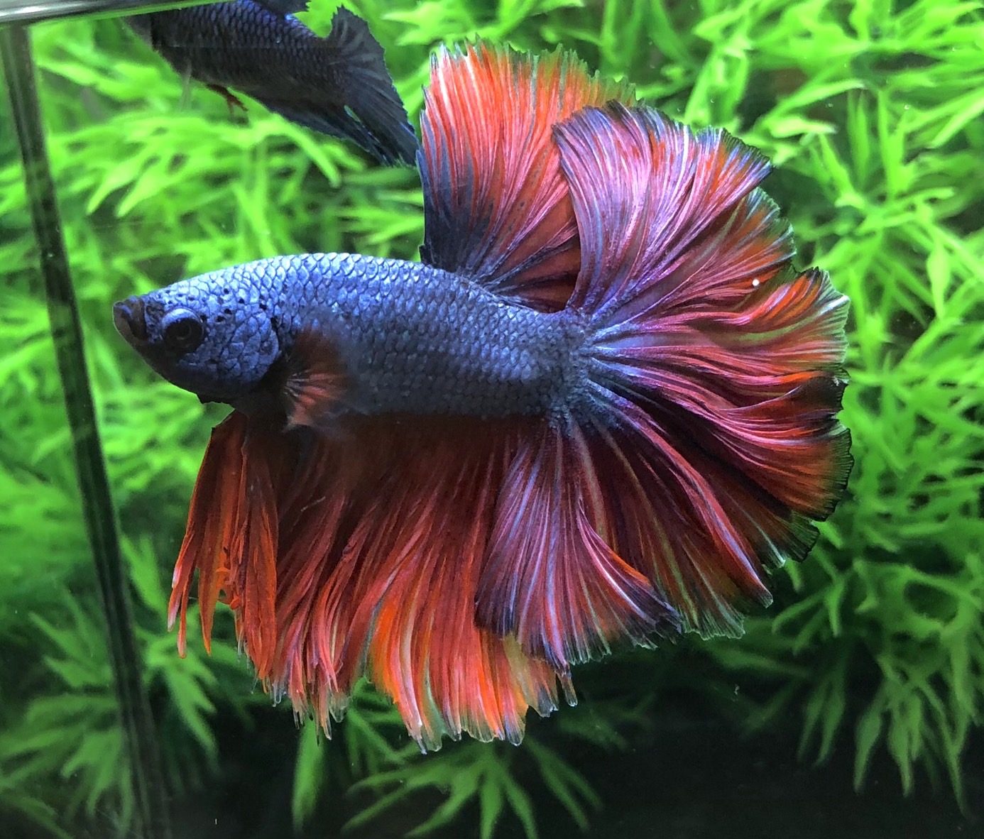 ปลากัดคัดเกรดครีบยาว - Halfmoon Fancy Dragon Blue Red Premium Quality Grade