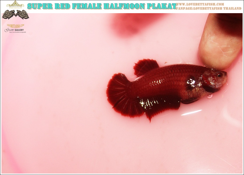 (ขายแล้วครับ)"คัดเกรด"ปลากัดครีบสั้นตัวเมีย-Female Halfmoon Plakats Super Red Grade A++