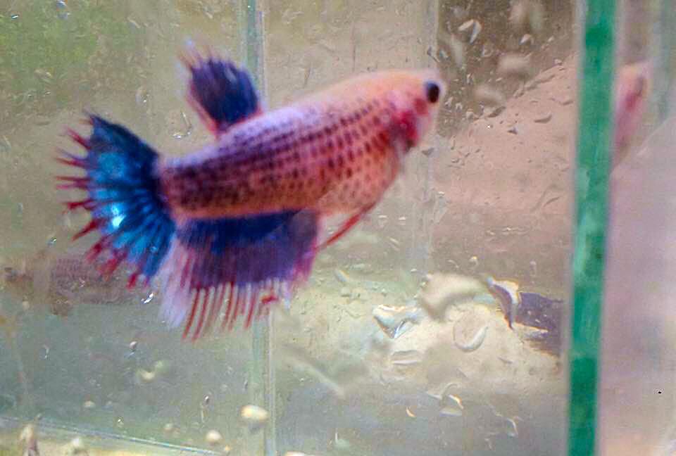 ปลากัดครีบยาวหางมงกุฎตัวเมีย - Female CrownTails Fancy Thailand