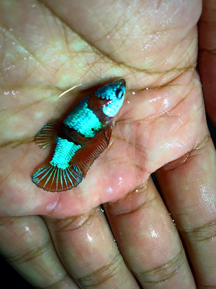 คัดเกรดปลากัดครีบสั้นตัวเมีย-Female Halfmoon Plakat Samurai Greed Quality Grade