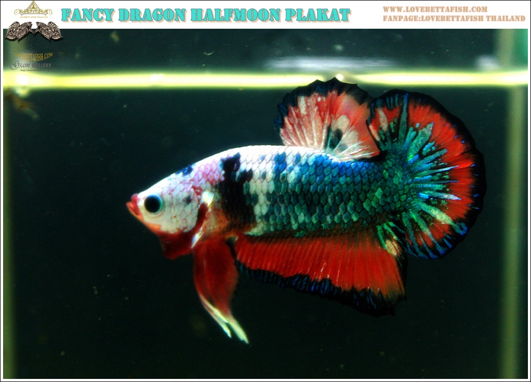 (ขายแล้วครับ)"คัดเกรด"ปลากัดครีบสั้น-Halfmoon Plakats Fancy Dragon