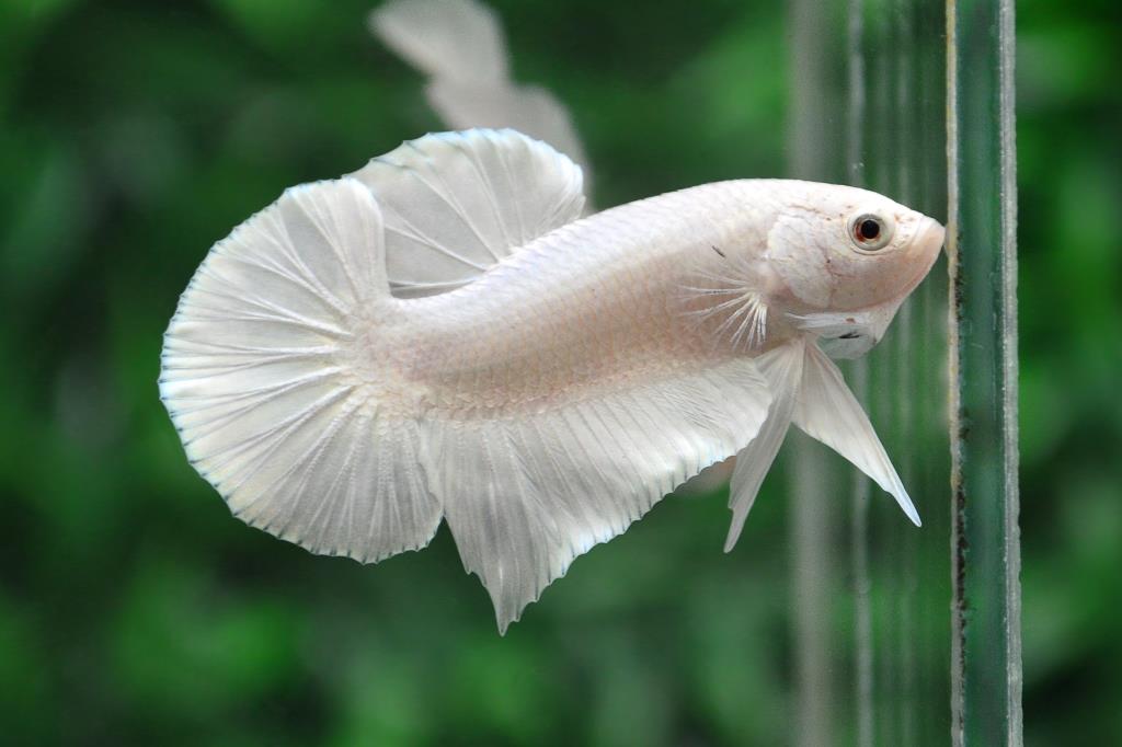 แบ่งพ่อพันธุ์ปลากัดคัดเกรดครีบสั้นเพศเมีย - Halfmoon Plakad Premium Quality Grade White Platinum AAA+