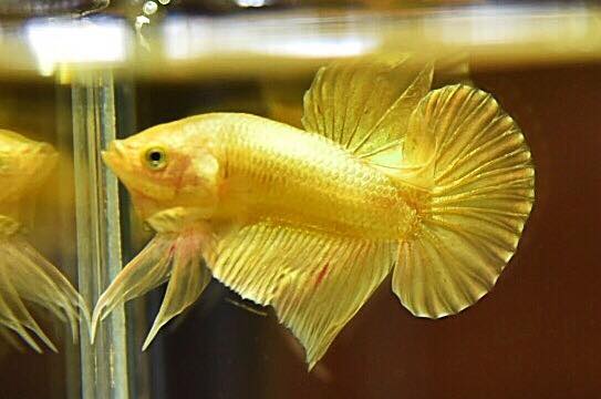 "ปลากัดสีทอง Super Gold" ปลากัดคัดเกรดครีบสั้น - Halfmoon Plakad Super Gold Quality Grade
