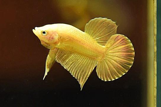 "ปลากัดสีทอง Super Gold" ปลากัดคัดเกรดครีบสั้น - Halfmoon Plakad Super Gold Quality Grade