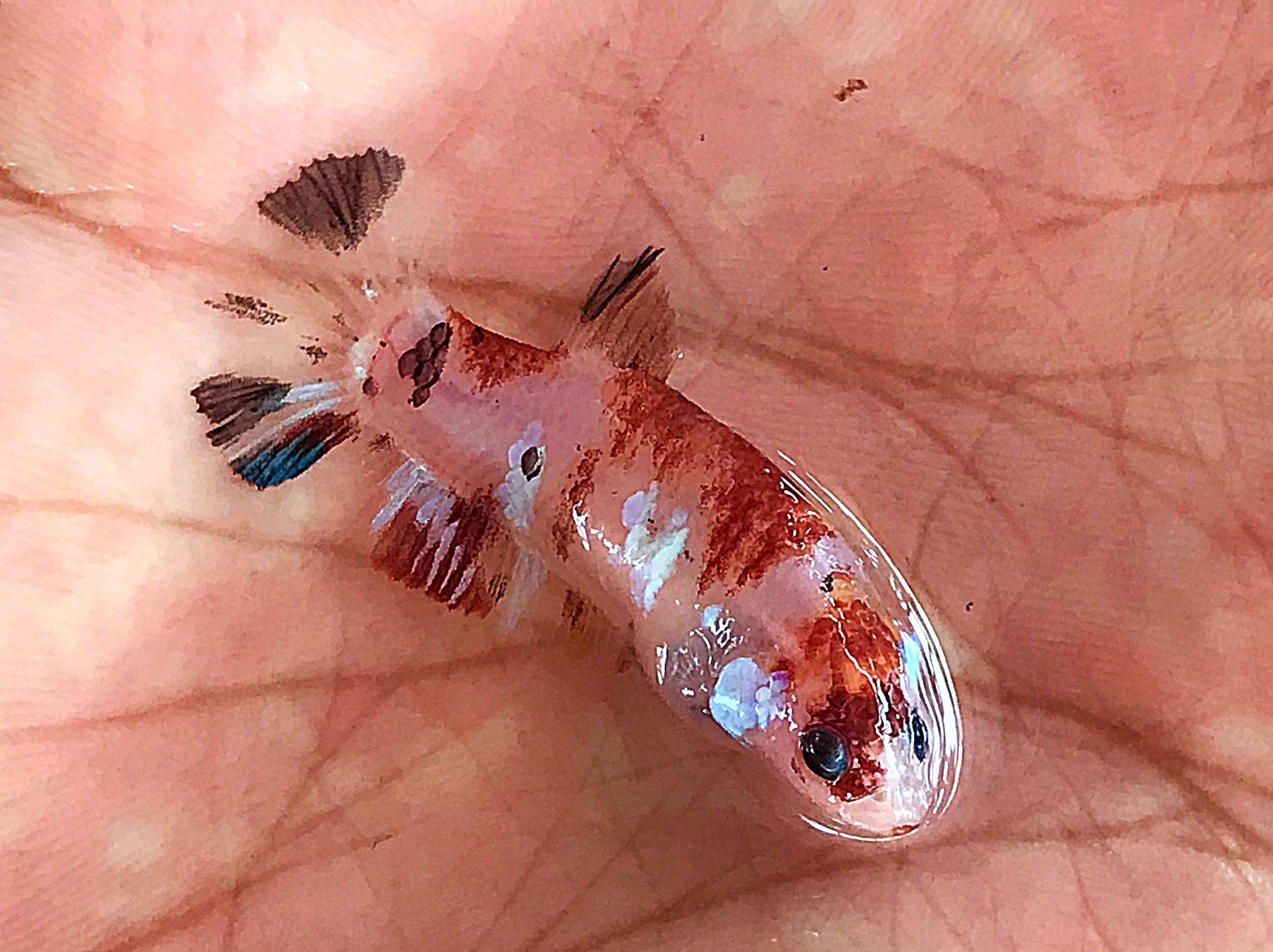 แม่พันธุ์ไข่เต็มท้องพร้อมผสม ปลากัดคัดเกรดครีบสั้นตัวเมีย - Female Halfmoon Plakad Fancy Premium Quality Grade