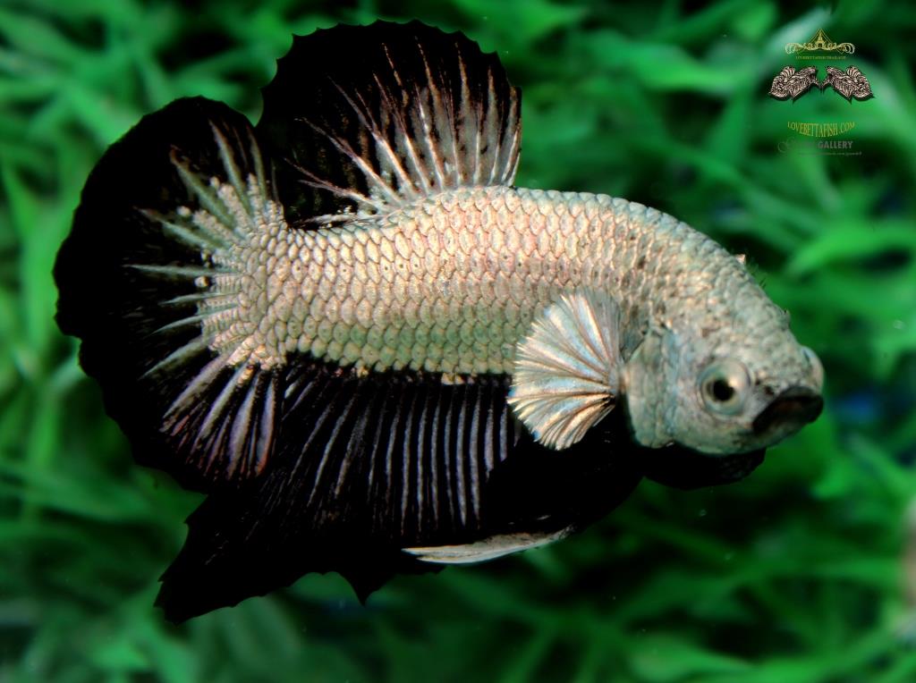 พ่อพันธุ์คัดเกรดปลากัดครีบสั้น - Halfmoon Plakad Premium Quality Grade AAA+ มังกรดำ King Black Dragon