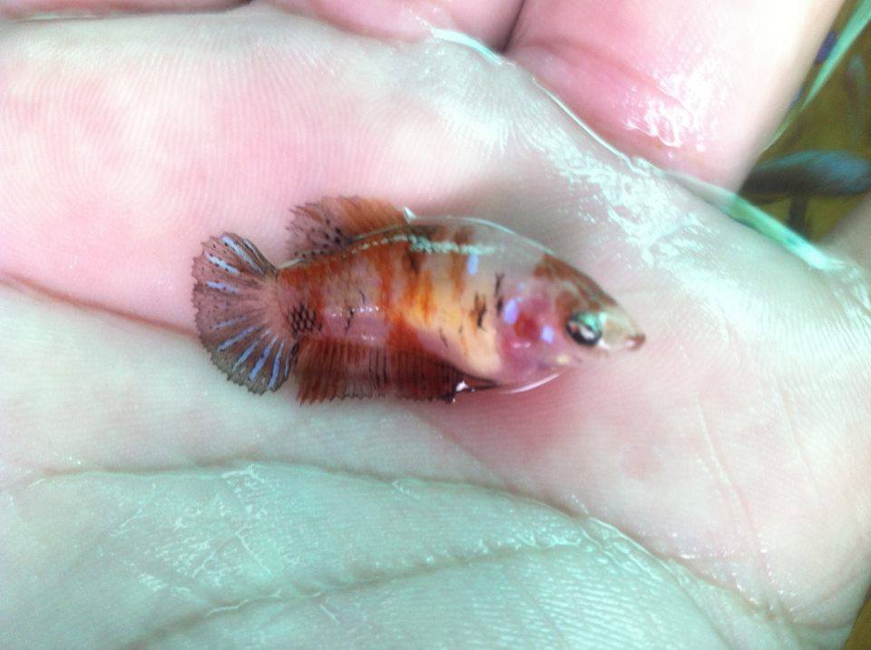 ปลากัดคัดเกรดครีบสั้นเพศเมีย - Female Halfmoon Plakad Fancy Koi Quality Grade