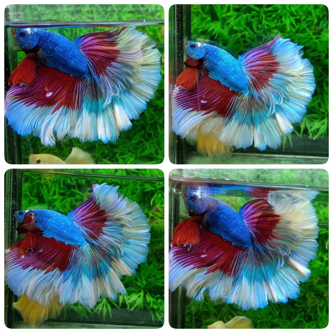 ปลากัดคัดเกรดครีบยาว - Halfmoon Fancy Full Colors Premium Quality Grade