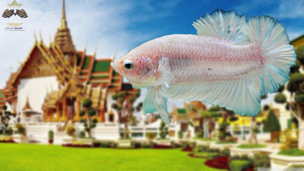 (ขายแล้วครับ)"คัดเกรด"ปลากัดครีบสั้น-Halfmoon Plakats White Rose Tails