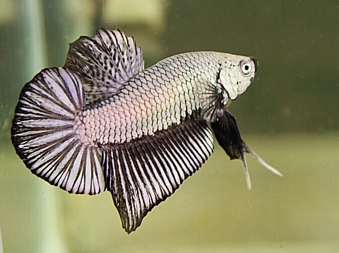 ปลากัดสวยงามครีบสั้นสีมังกรดำ- Halfmoon Plakad Black Dragon Premium Quality Grade