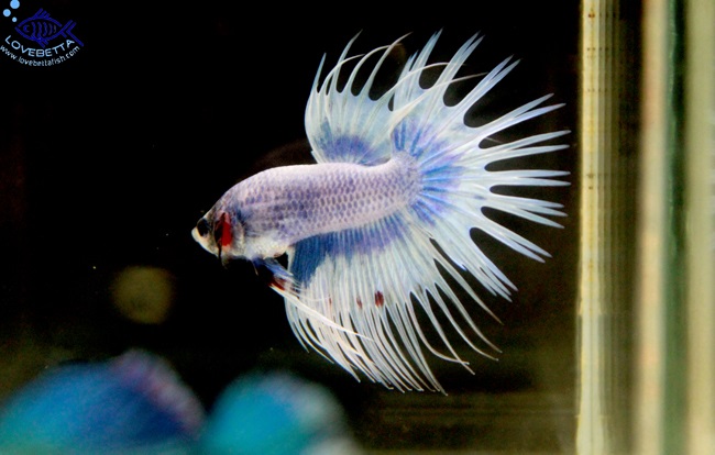 (ขายแล้วครับ)ตอนรับเทศกาล สงกรานต์ ปลากัดครีบยาวหางมงกุฏ-Crowntails Fancy