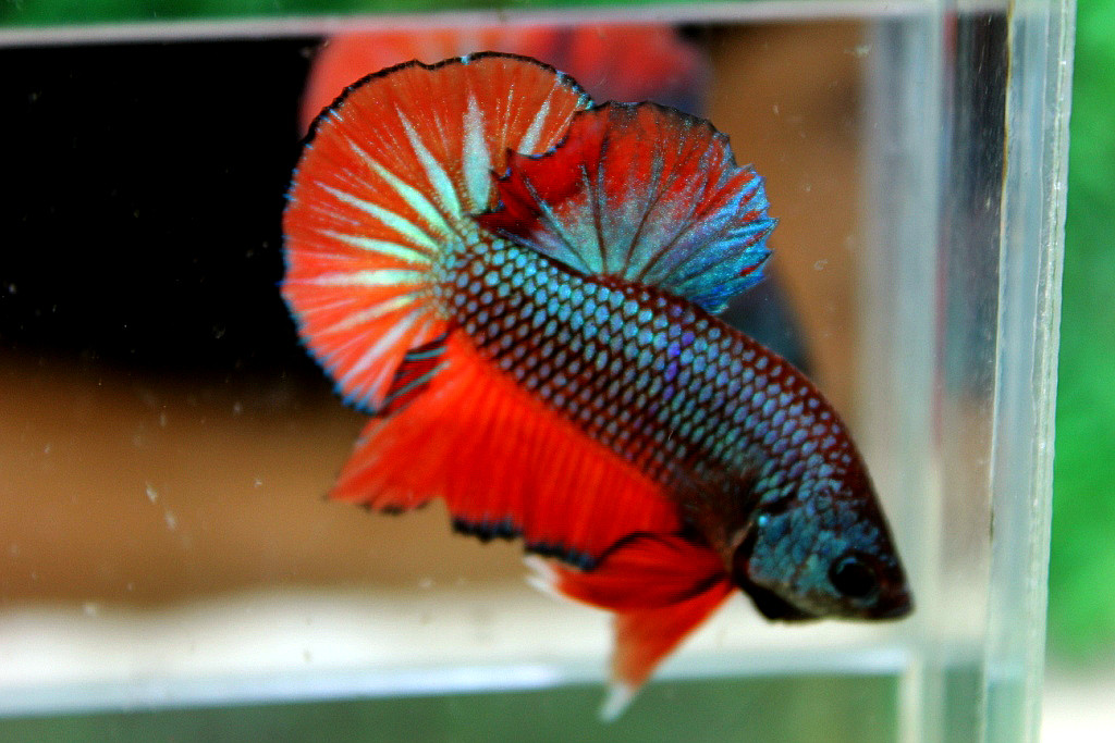 คัดเกรดปลากัดครีบสั้น-Halfmoon Plakat Orange Fancy Green Hi - Quality Grade