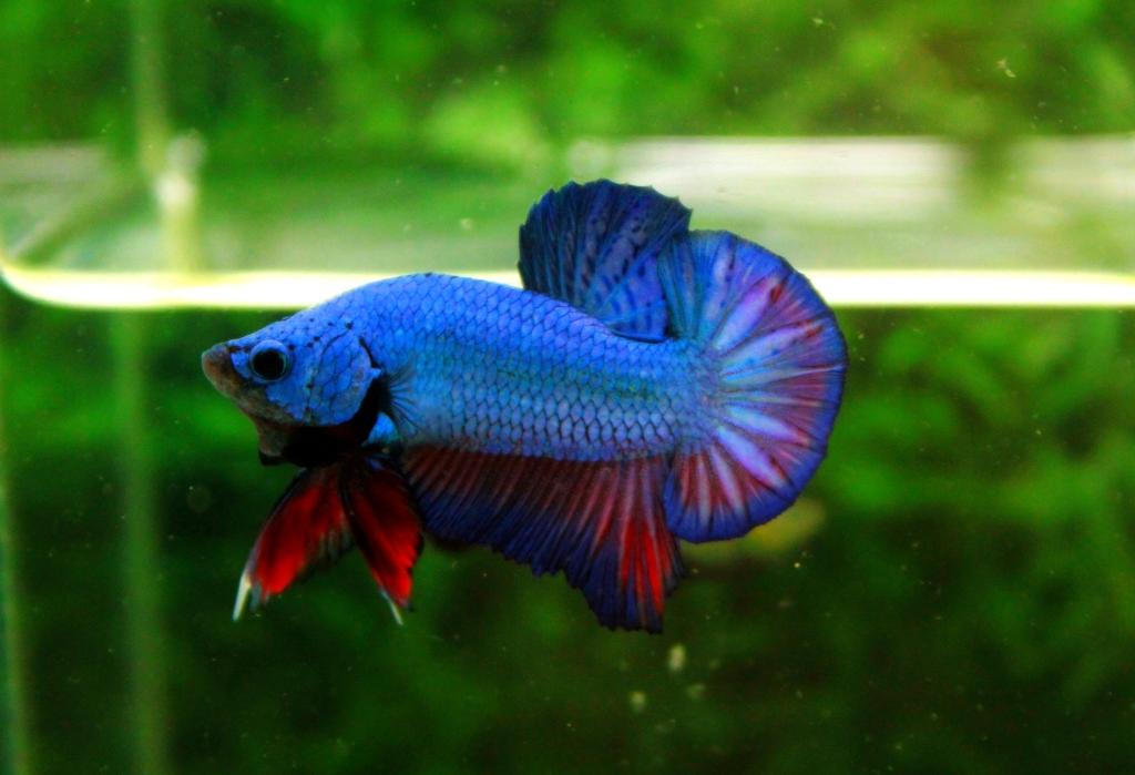 คัดเกรดปลากัดครีบสั้น-Halfmoon Plakat Fancy Green Dragon