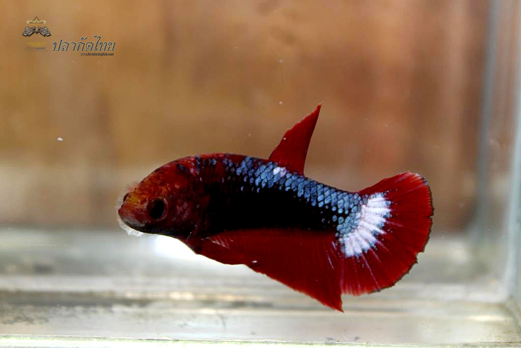 ปลากัดคัดเกรดครีบสั้นตัวเมีย - Halfmoon Plakad Fancy Dragon Premium Quality Grade