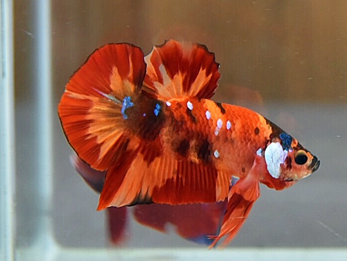 'นีโม่ ลายเสือไฟ'ปลากัดคัดเกรดครีบสั้น - Halfmoon Plakad Fancy Nemo Fire Tiger Premium Quality Grade