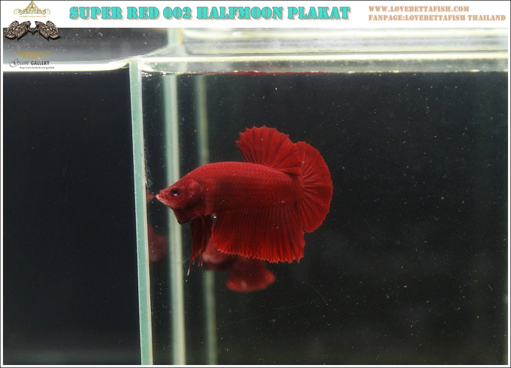 (ขายแล้วครับ)"คัดเกรด"ปลากัดครีบสั้น-Halfmoon Plakats Super Red 003